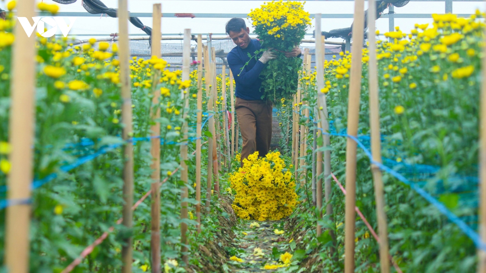 Preparations underway at Tay Tuu flower village ahead of Tet